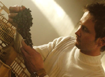 Examining Grapes In the Drying Loft at the Pieropan Winery