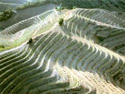 Steep slopes in the Priorat, Spain