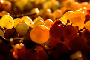 Semi-Dried Garganega Grapes