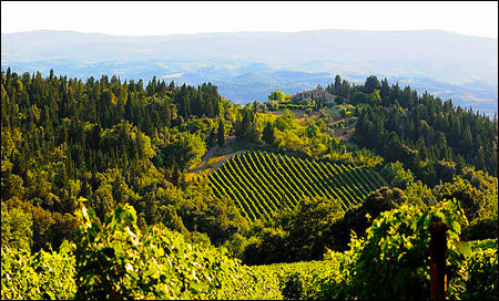 Melini Vineyards, Tuscany