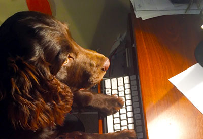 Harley at work on keyboard