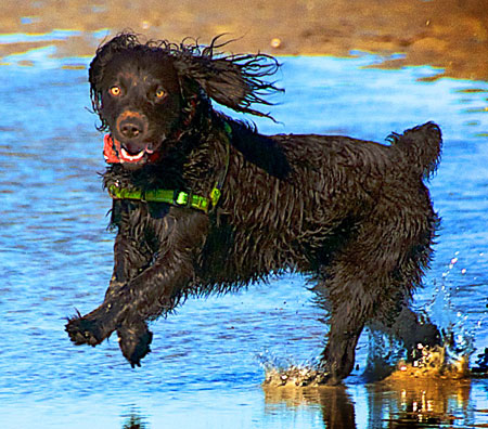 Harley jumping for joy